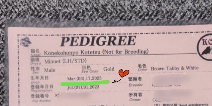 ヒトップ🐸 tweet media