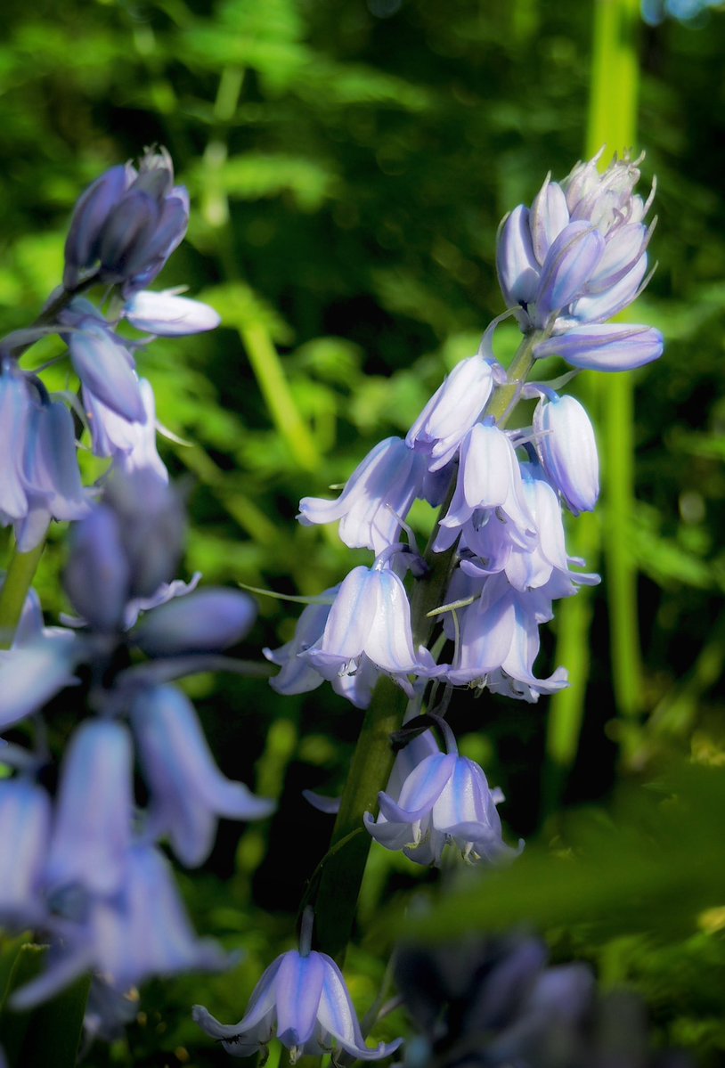 ruths_gallery's tweet image. Bluebells won’t be around much longer so enjoy them while they continue to create blue carpets in woodlands.  

#bluebells #spring #flowerphotography #bushypark @theroyalparks