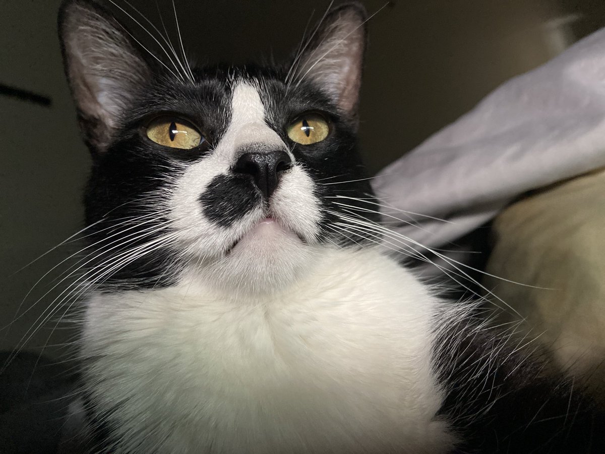 Im Bubby tweet media