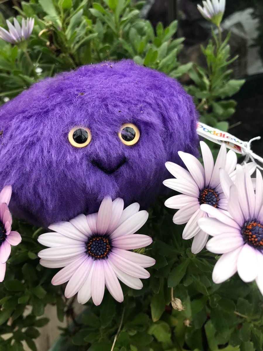 FredTedOlga's tweet photo. @littlemore20 #AlphabetChallenge #WeekPforPurple https://t.co/DGGShyoZ6J