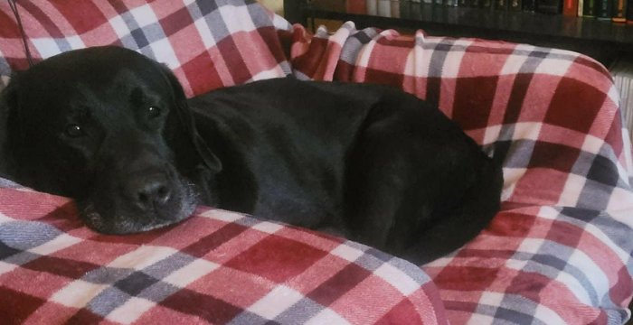 adopcje labradorów tweet media