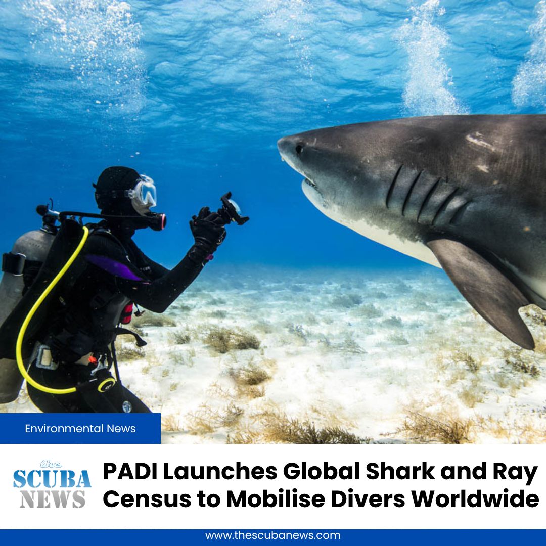 TheScubaNews's tweet photo. PADI launches a global shark and ray census.
Divers can now log sightings and help shape conservation worldwide.
This is citizen science at scale. 

🤿 👉  https://t.co/m61tzL2qUl https://t.co/sGUwPlkgi8