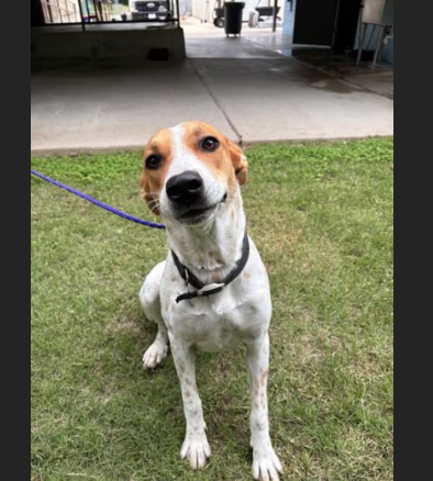 HollywoodDogs's tweet image. Susie, a 2-year-old Foxhound mix at a full shelter in #Killeen, #TX, needs a forever home, a foster home, or rescue adoptapet.com/pet/47698553-k… #URGENT #AdoptableDogofDay 🐶