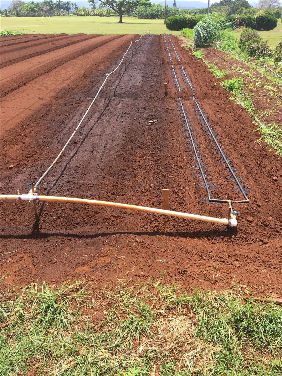 Agronomme_'s tweet photo. Most farmers don’t fail because of weather.

They fail because they don’t observe their own fields.

You walk through your farm, but do you really see it?

•Are plants uniform?
•Are leaves telling you something?
•Is the soil alive or just there?

Be honest… are you farming or just hoping?