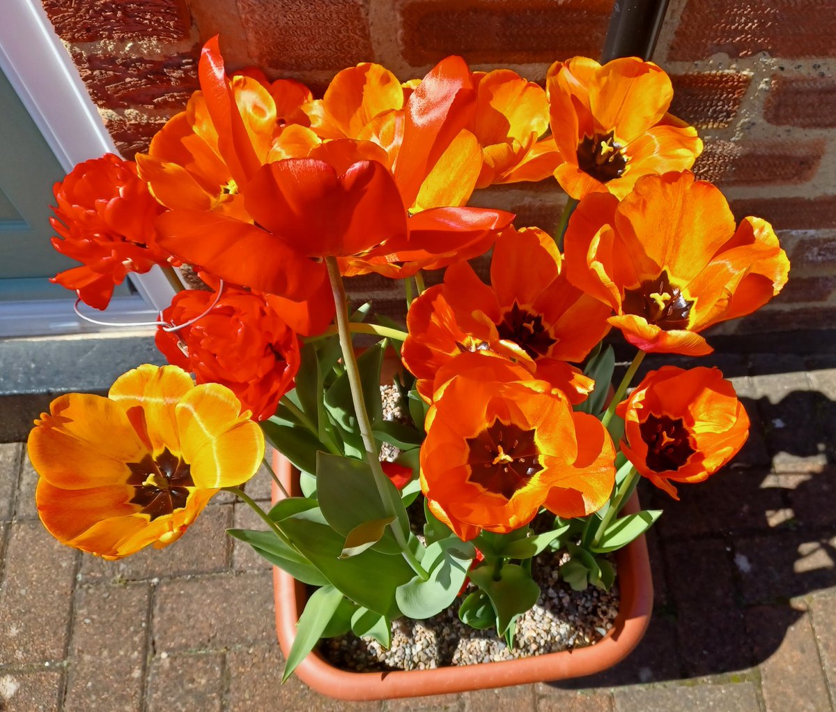 Coaty66's tweet photo. @GWmag Looking great this year and also pleased that last year's bulbs have came through when we moved them to the garden. https://t.co/bUQdiWmVtn