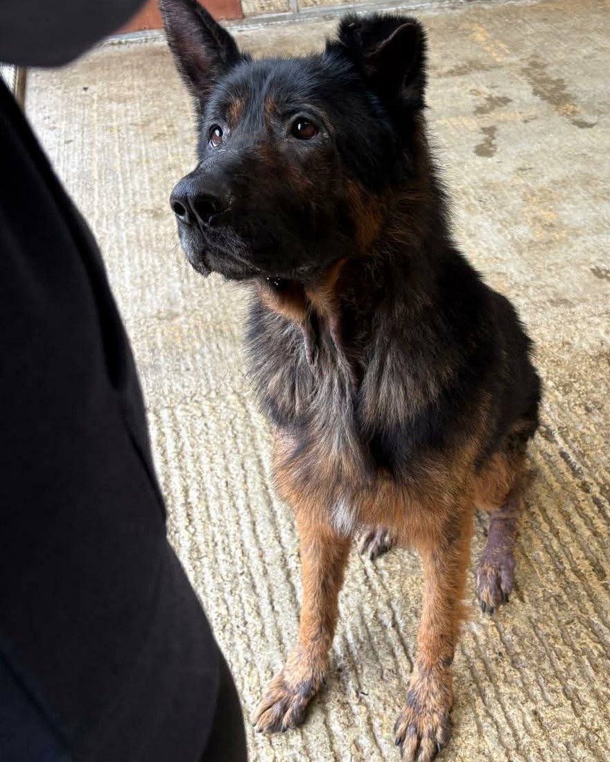 Urgent, please retweet to help find foster, forever homes and DONATIONS to get this and other dogs out of a council pound before the council kill them #WALES #UK 
 💔 SUNDAY 26 April.  DESPERATE PLEA FOR HELP 💔
Donations please here👇
 SORT CODE 30 99 50
 ACCOUNT 23157368
Shads