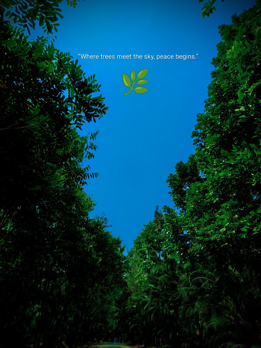 priiyankagnaidu's tweet image. Oh my goodness, this view is absolutely breathtaking! 🤩 There's nothing quite like looking up through the canopy, where the vibrant green meets the endless blue. It truly feels like peace begins right here! ✨🌳💙 #NatureLover #PeacefulVibes