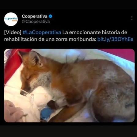 Matorrales 150 tweet media