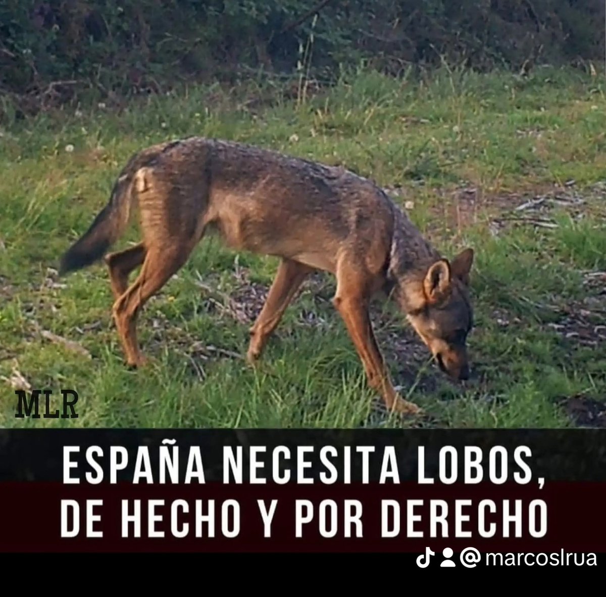 Marcoslrua tweet media