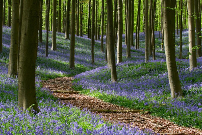 Mimica505's tweet image. ,,Нација која уништава своје тло уништава себе. Шуме су плућа наше земље, чист зрак и дају свежу снагу нашем народу."
– Френклин Д. Рузвелт 🌲🌤🕊 #FranklinRoosevelt #шуме #forests