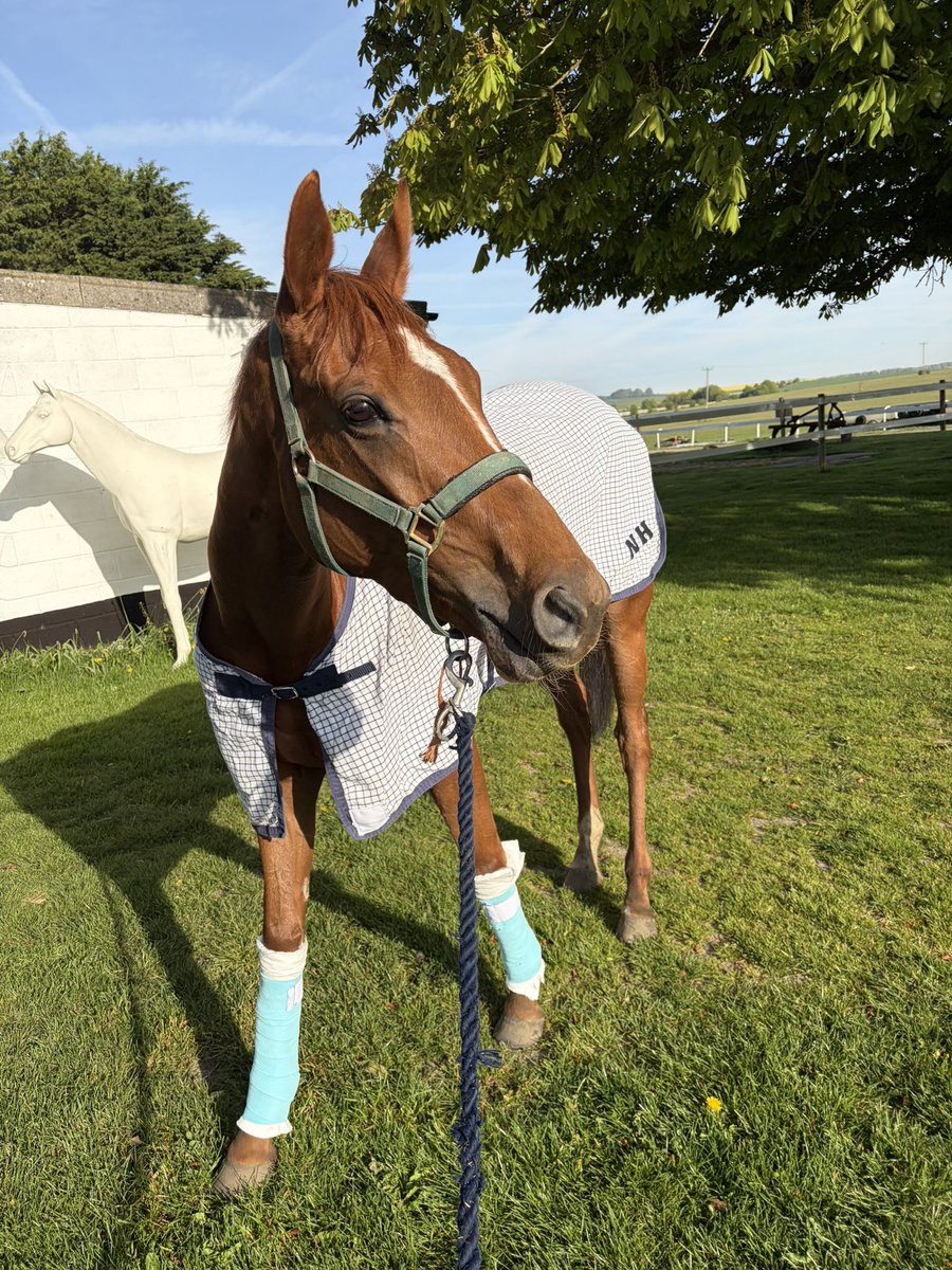 CanterB_Racing's tweet photo. 🔹🔸Our gorgeous ‘Pretty Fortunate’ is heading to @punchestownrace . She’s in great shape from @sevenbarrows and we’re looking forward to seeing her out.🏇 

🔹Still time to get involved. Some shares still available.

DM for contact details. ☎️ 🤙

#racedaystoremember #bigfuture https://t.co/zcBlQ2aj1h