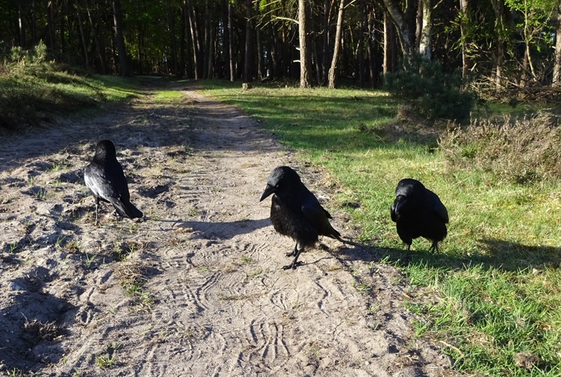 Flint T W I T T E R Crow tweet media