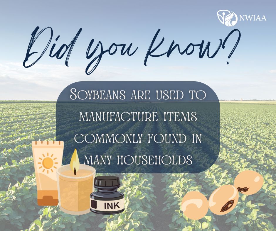 NWIAA's tweet photo. Did you know?✨

Soybeans are usually planted late April/ early May. They are used in so many household products they are essential in creating ink, sunscreen, lotion, candles, particleboard, tofu, and crayons.

#Nwiaa #womeninag #agriculture #ag #agfact https://t.co/JEurAHXE8D