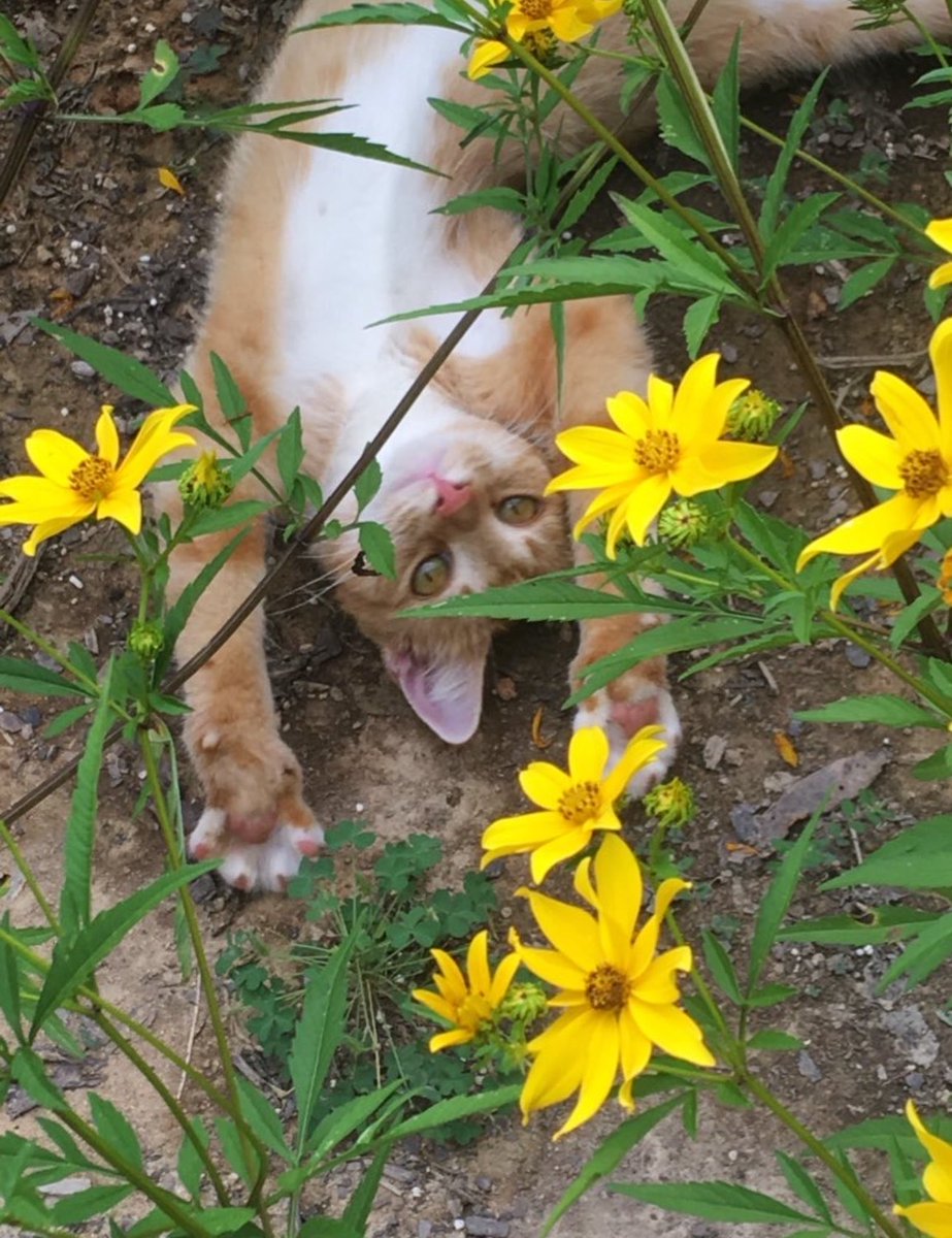 thismomentonly's tweet image. #PhotographyChallenge 
#SundayYellow