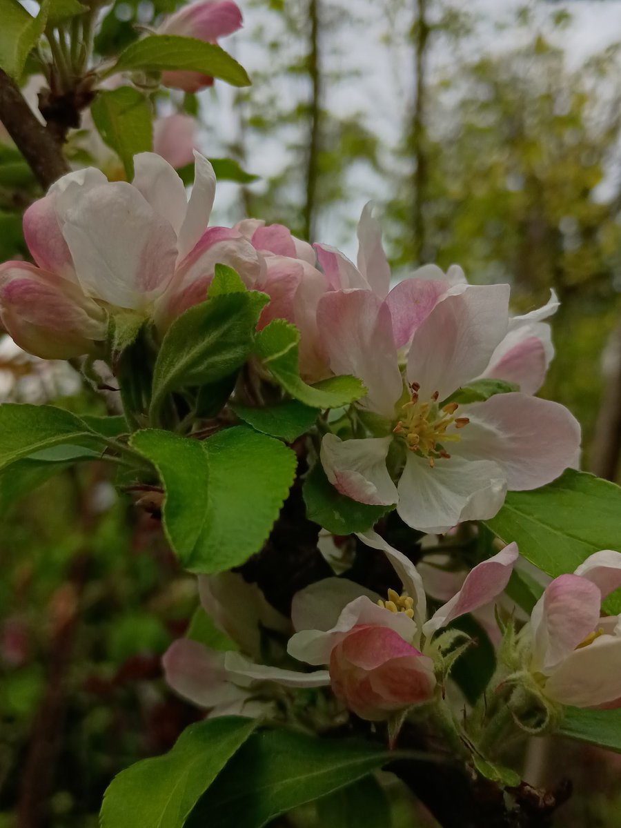 SewellLeigh's tweet image. Apple ' Egremont Russet' 😊

#treepeople #trees #sundaymorning #macro #macrophotography