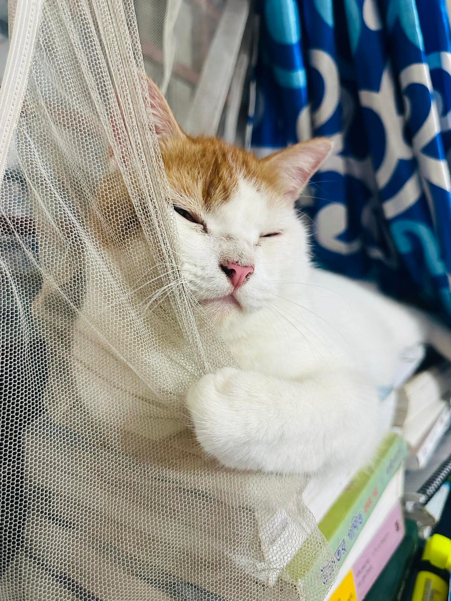 A Z M A I N E ツ tweet media