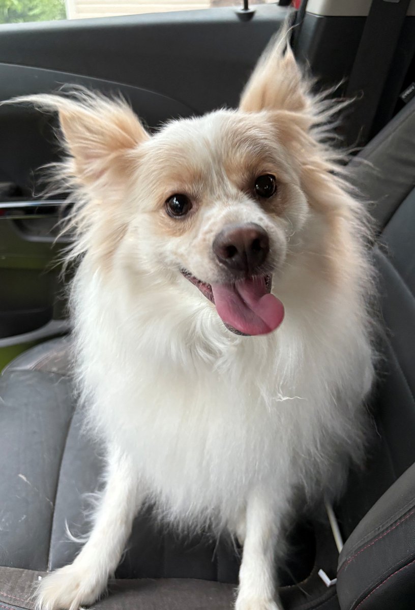 eskiedog1's tweet photo. GOTCHA DAY!  Yuri, our sweet 6‑yr‑old Eskie‑Pom mix, went home this weekend with his new mom, Merrilee. Thank you to foster mom Mary Lou for caring for Yuri until his big day. We’re so happy for him and his new family, just look at that sweet smile. 🤍🐾

#AdoptDontShop #AERSTL https://t.co/801Hf4e3IH