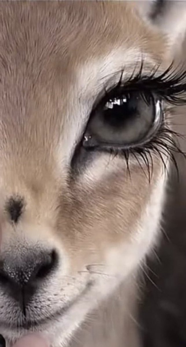 محزم🇸🇦روق🇸🇦 tweet media