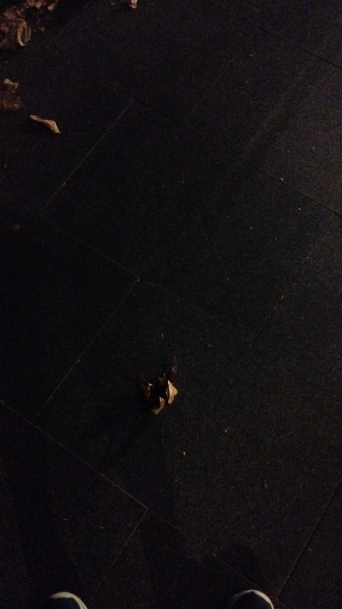 MarkDABond's tweet image. Ah #grapes!

Just the #leaf a I've been looking for!

Why do I avoid #leaves when walking?

Because then you've just got smashed leaves.

You never know when someone might need to see a leaf and admire it.

#BrokenLeaves.

Nup.