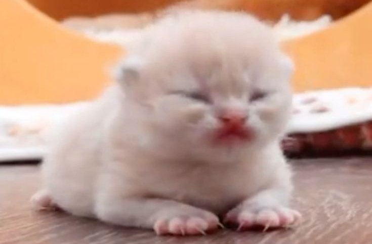 lix ꣑ৎ tweet media