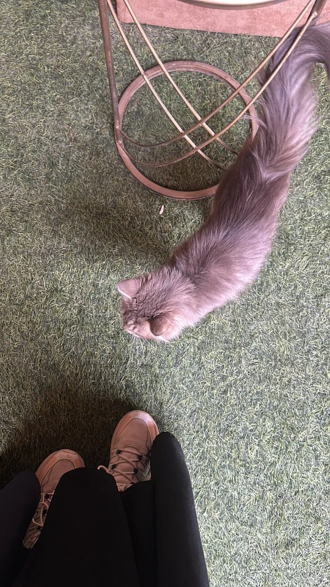 ملاك tweet media