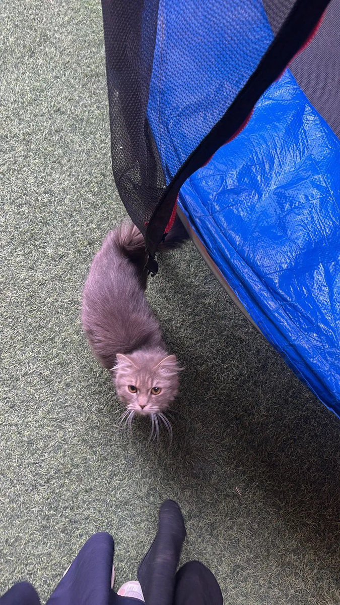 ملاك tweet media