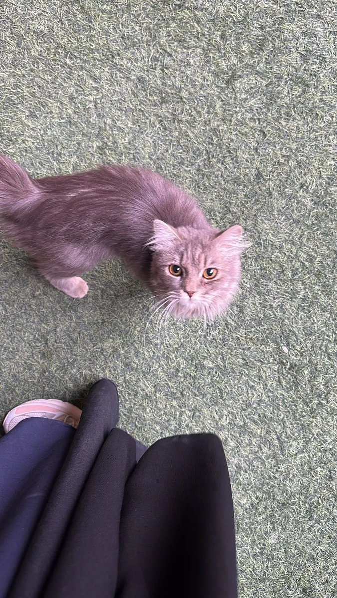 ملاك tweet media