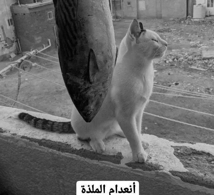 ِ tweet media