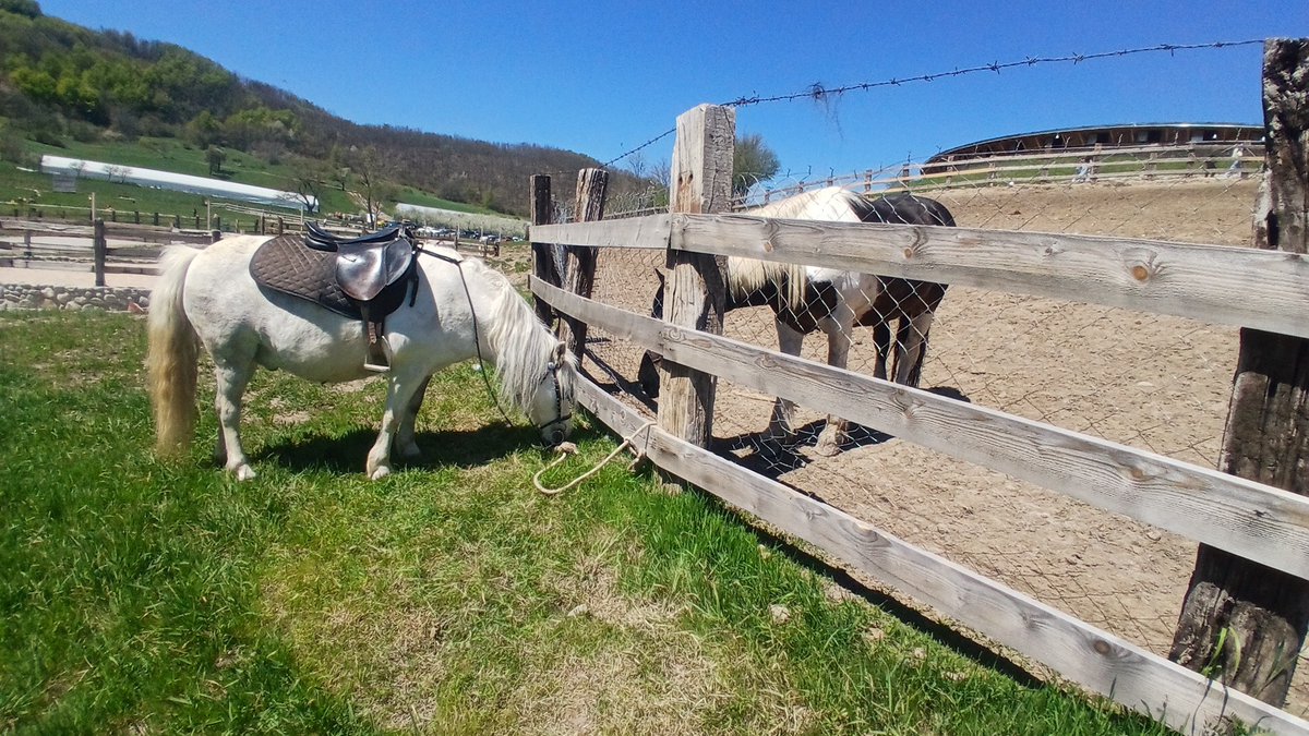 r1222333's tweet image. kasollet e zanave
📍Prapashtice    #horses