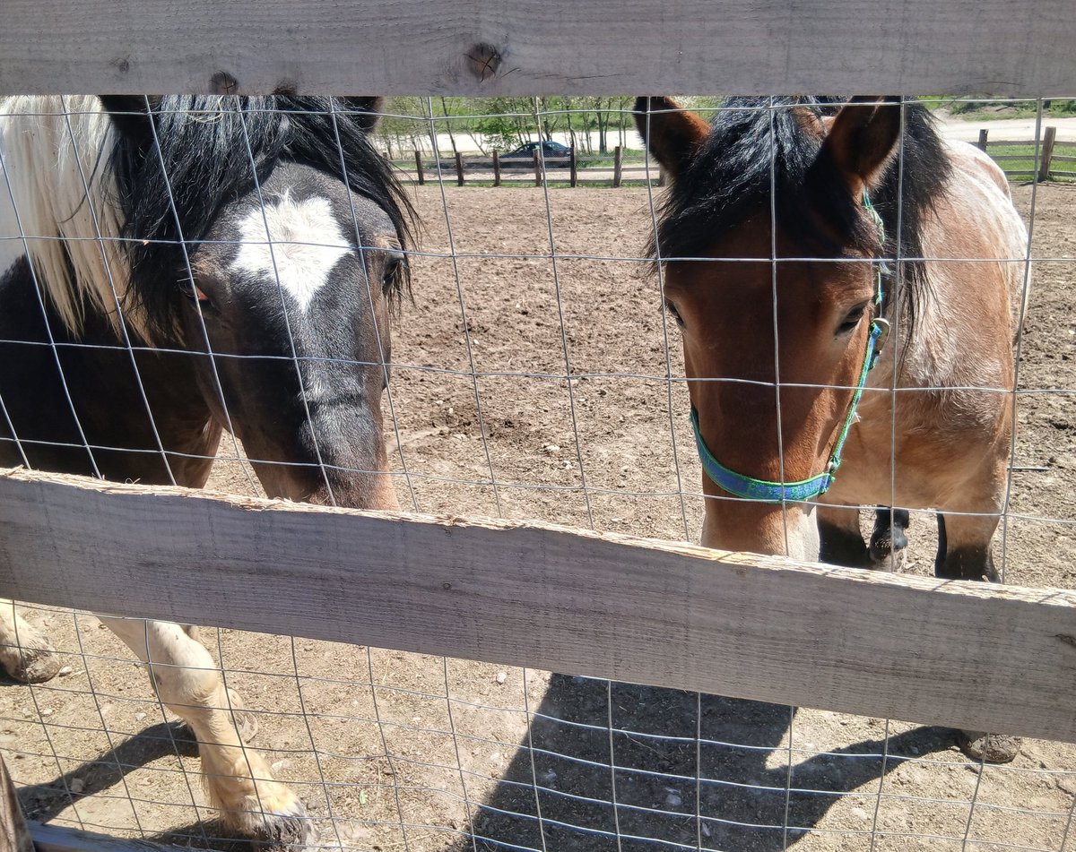 r1222333's tweet image. kasollet e zanave
📍Prapashtice    #horses