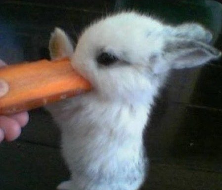 moon bubble tweet media