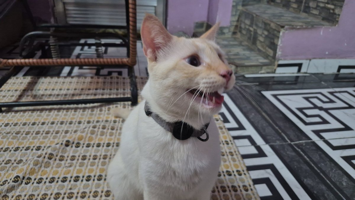 pie 𐔌՞. .՞𐦯 tweet media