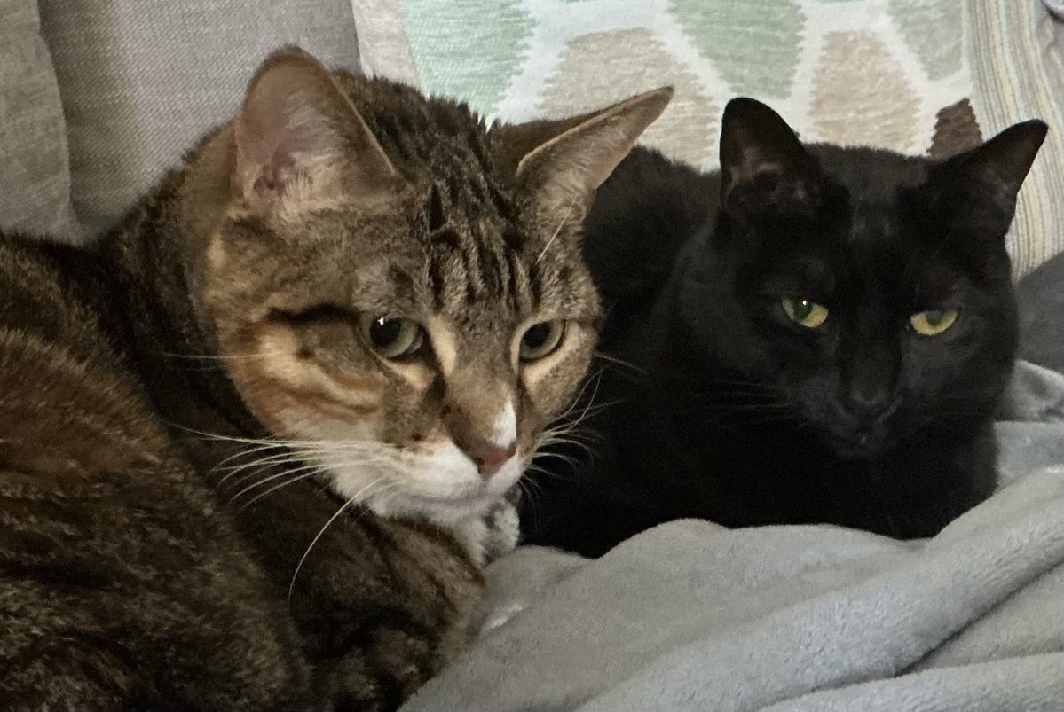 Kevin Kling tweet media