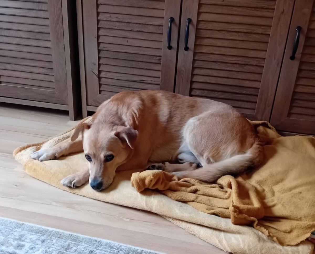 Mal 🇵🇱 ✡️ 🇮🇱 tweet media