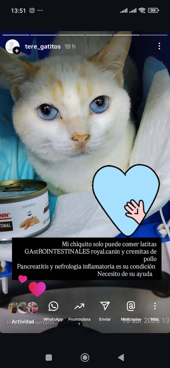 2patologías pancreatitis y renal debe comer cdahúmeda  Gastrointestinal y cuidado renal  de Royal C igual el  pienso
es imposible adquirirlas con tantos niños para alimentar 
Las latitas son 8  el pienso 40 
Si pueden ayudarle con 1€ 
Bizum 673270489
Paypal maor4478@gmail.com