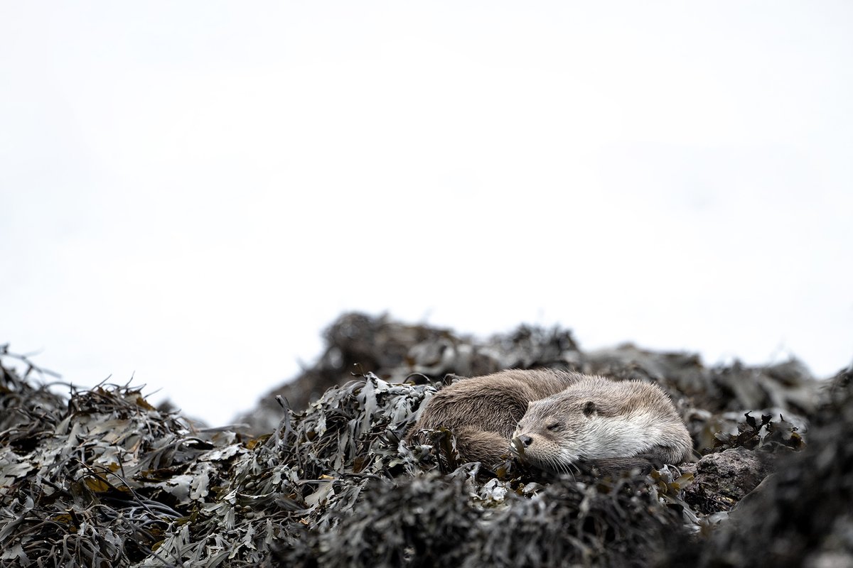 mostlyotters's tweet photo. Some Shetland Otters... https://t.co/FJa2pxlsDZ