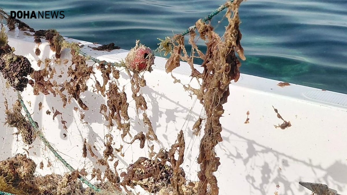 dohanews's tweet image. #Qatar’s @moecc_qatar, through its Marine Protection Department, has carried out a field campaign at the Showamsa reef, removing large quantities of abandoned fishing nets, including prohibited types. The Ministry urged fishermen and sea users not to leave gear the water, warning