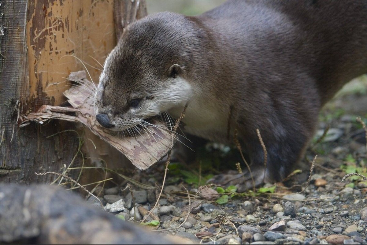 In Otter News.... tweet media