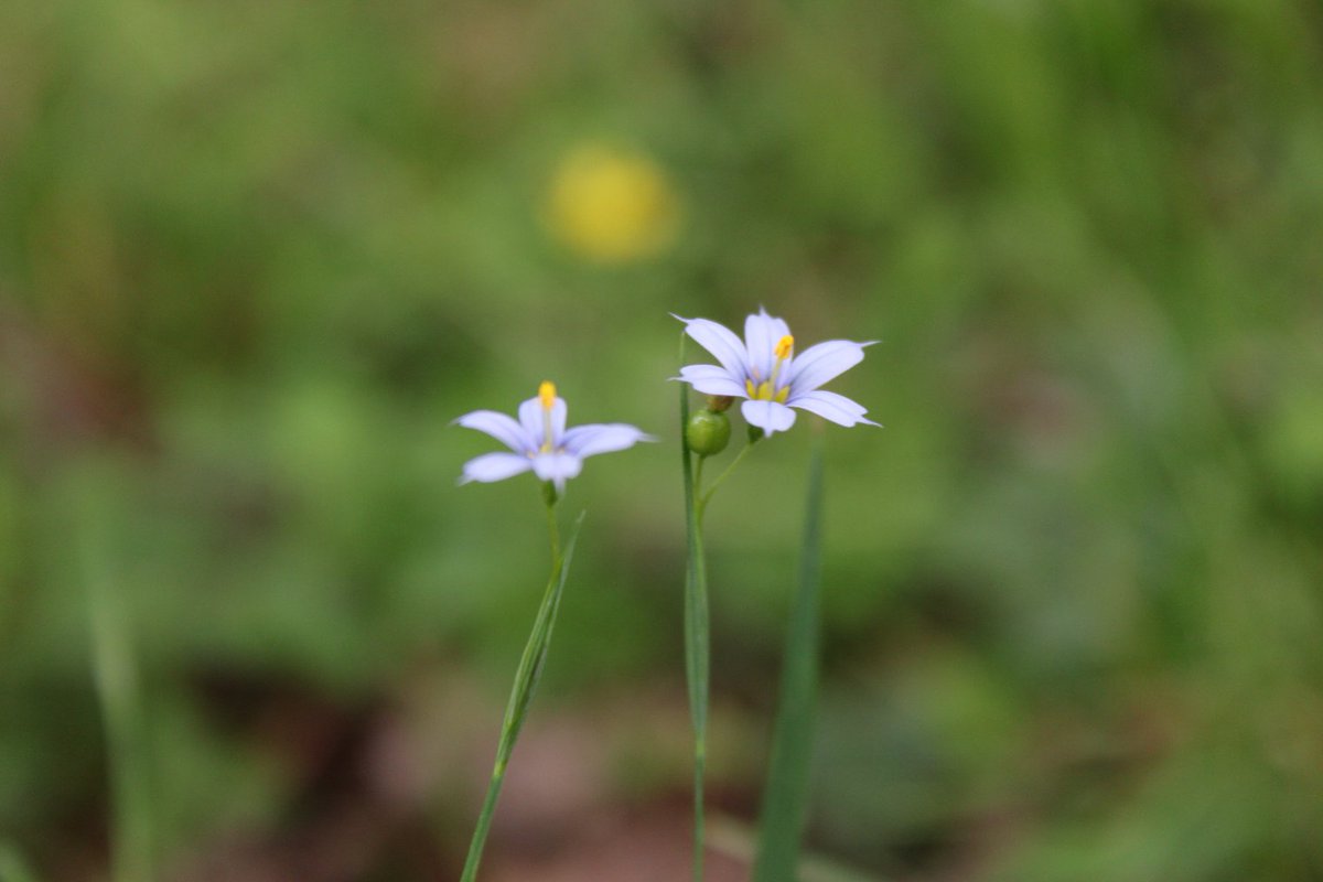 docsanderson's tweet image. #Scientists #Botany #BotanicalGarden #WildLifeConservation #Flowers #Food  @NatGeo @danpeckwx @HeartsofHeroes_ @Nature Lizzie Gibney 1st photo is wild strawberry+ flower from which it comes the hill behind me has 1000s wanted you &amp;amp; your Team to have good images Naptime Mwah Lelon