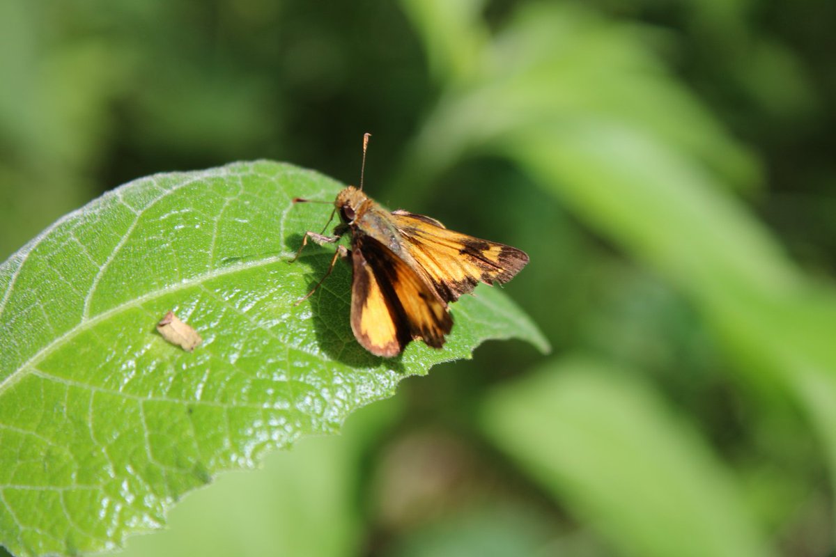 docsanderson's tweet image. #Scientists #Botany #BotanicalGarden #WildLifeConservation #Flowers #Food  @NatGeo @danpeckwx @HeartsofHeroes_ @Nature Lizzie Gibney 1st photo is wild strawberry+ flower from which it comes the hill behind me has 1000s wanted you &amp;amp; your Team to have good images Naptime Mwah Lelon