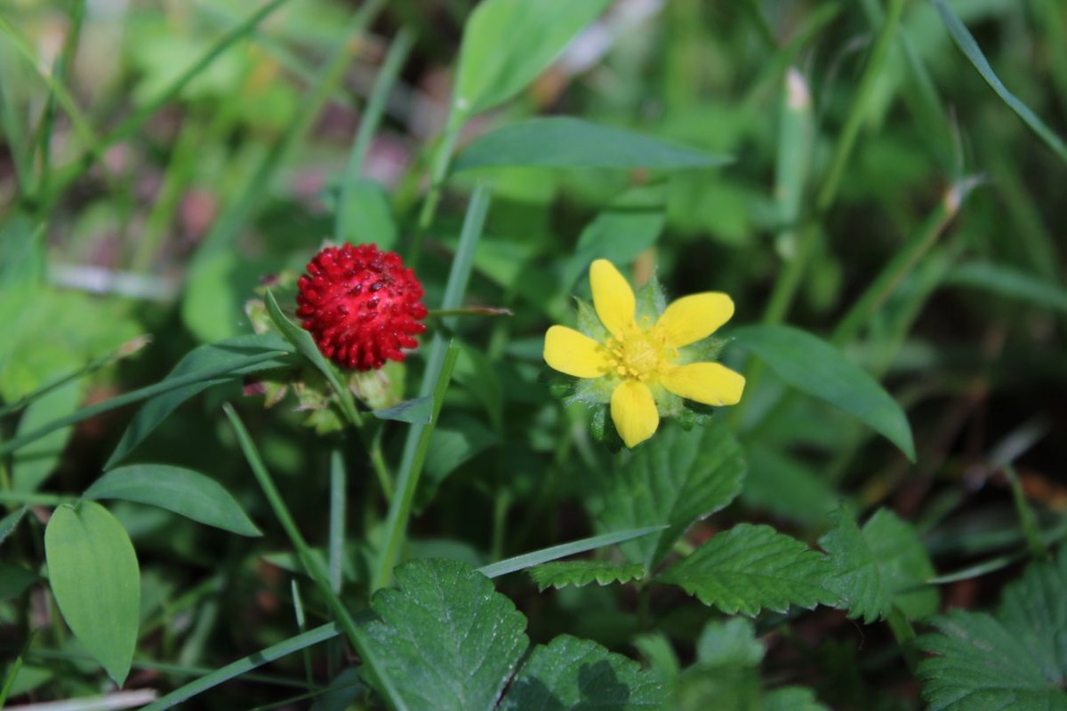 docsanderson's tweet image. #Scientists #Botany #BotanicalGarden #WildLifeConservation #Flowers #Food  @NatGeo @danpeckwx @HeartsofHeroes_ @Nature Lizzie Gibney 1st photo is wild strawberry+ flower from which it comes the hill behind me has 1000s wanted you &amp;amp; your Team to have good images Naptime Mwah Lelon