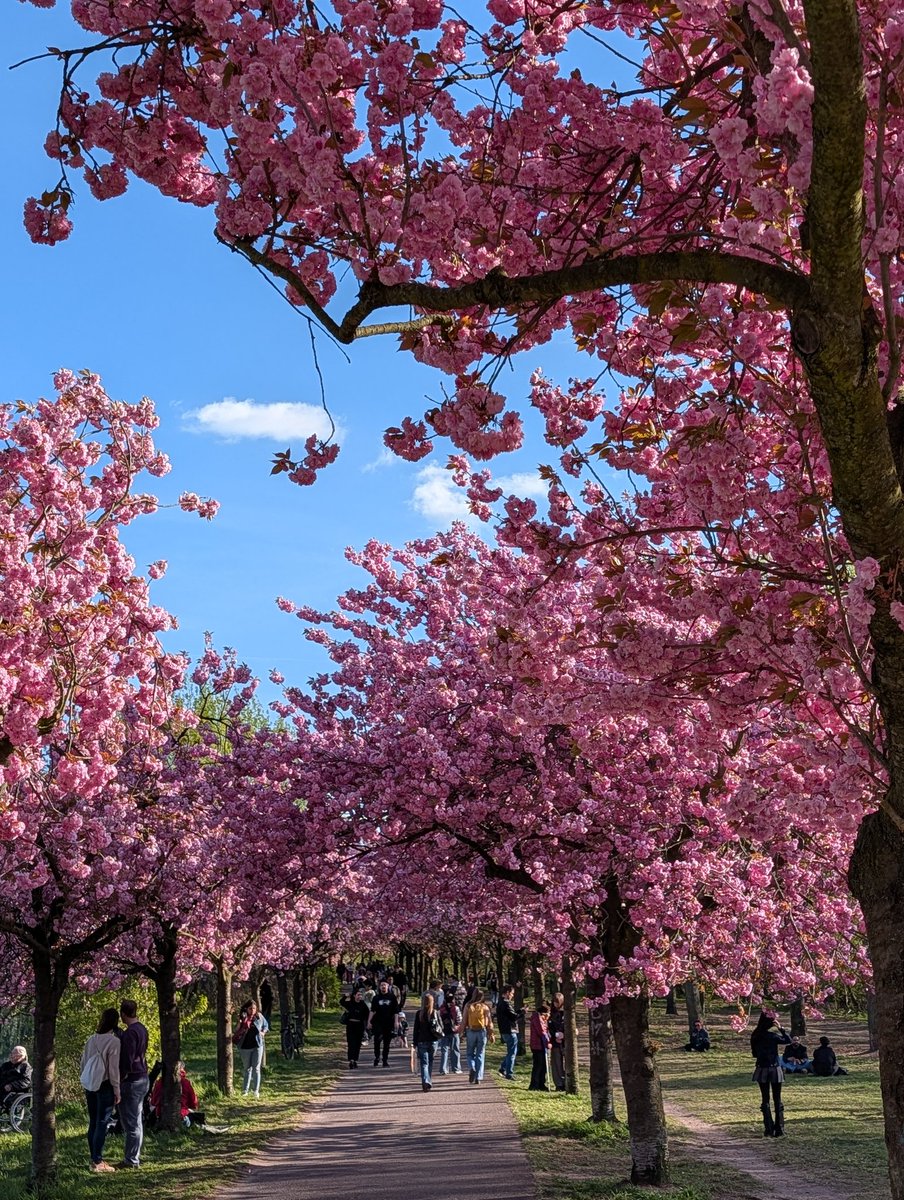 Tras la caída del Muro de Berlín en 1989, los ciudadanos japoneses donaron miles de cerezos como símbolo de amistad y reunificación. Así se ven ahora, florecen en abril y las flores se mantienen solo dos semanas... 🌸🌸🌸