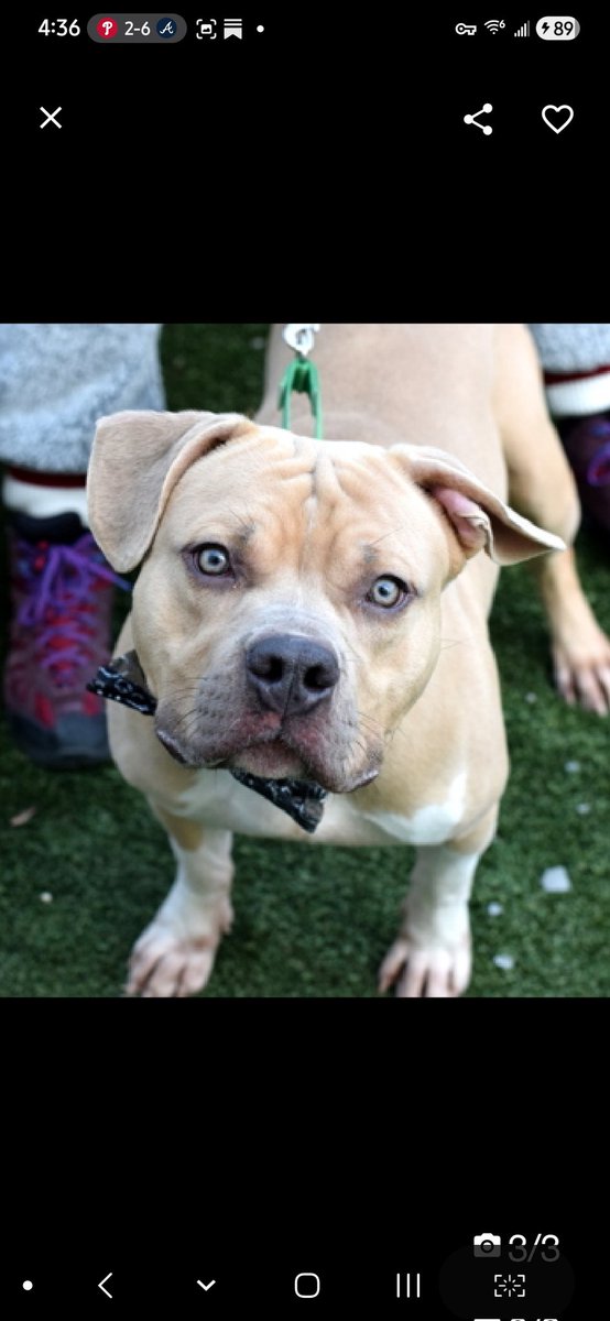 MyBoxerLuvMac1's tweet image. 💔Handsome💔
#NYCACC #245772 2y
▪️Listed TBK: 4/28💉
#AdoptMe 

Precious sweetie's💔, waiting 100 days!
Adorable youngster was initially fearful, now affectionate, social, solicits attn.
Adores ppl, its time 4 his next chapter by yr side!
Needs loving, N.East #Foster/#Adopter, 2