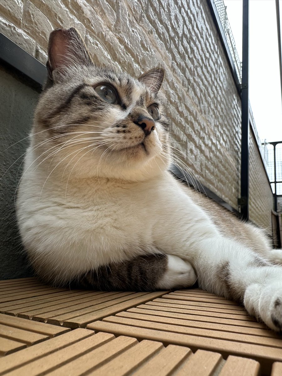 猫のいる暮らし