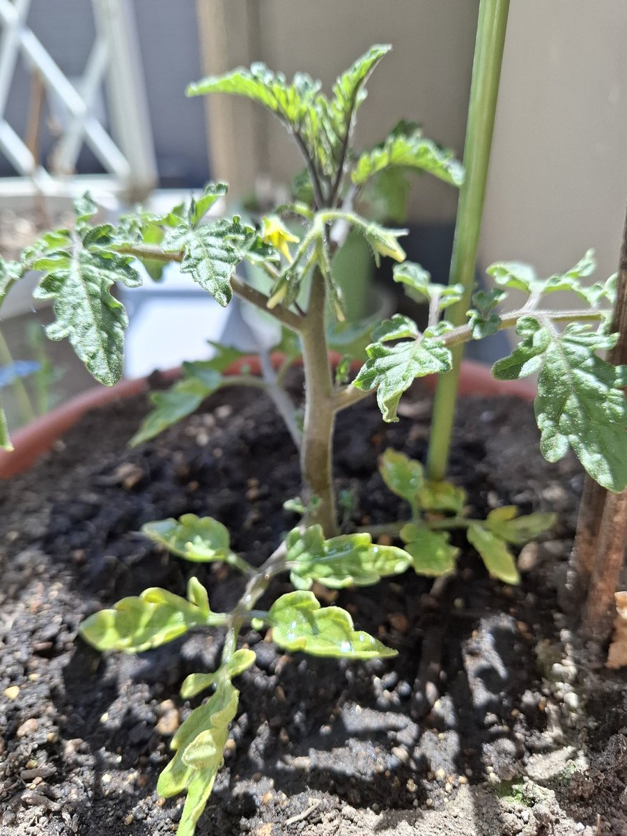 つくし tweet media