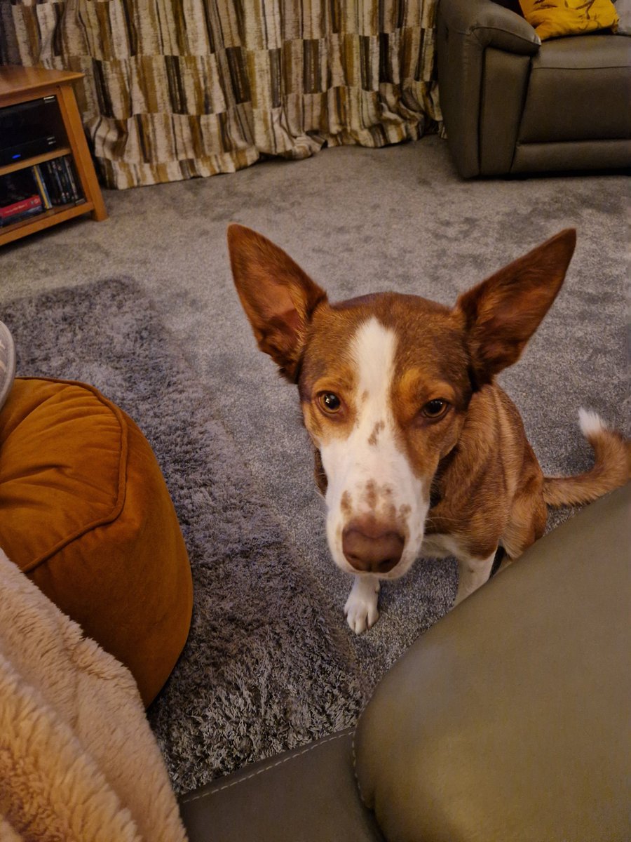 Coco 🐕🥎🐾🐾 tweet media