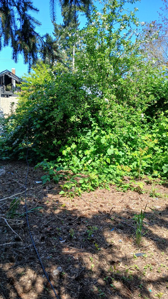 Geoff Stengel ᵍᵐ🦔🐢 tweet media