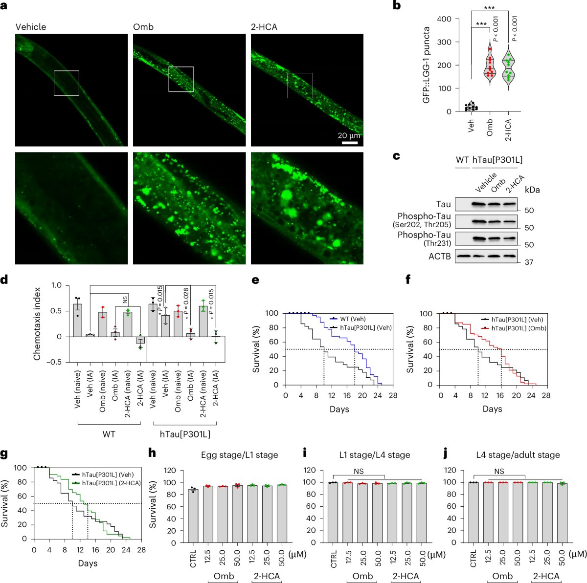 ScienceofPD's tweet image. Researchers present "DeepDrugDiscovery"- a mechanism-aware, #AI-powered screening platform incorporating ADMET &amp;amp; blood–brain barrier penetrability predictions; It identified novel, mTOR-independent autophagy enhancers that clear #Alzheimers-assoc pathology
nature.com/articles/s4155…