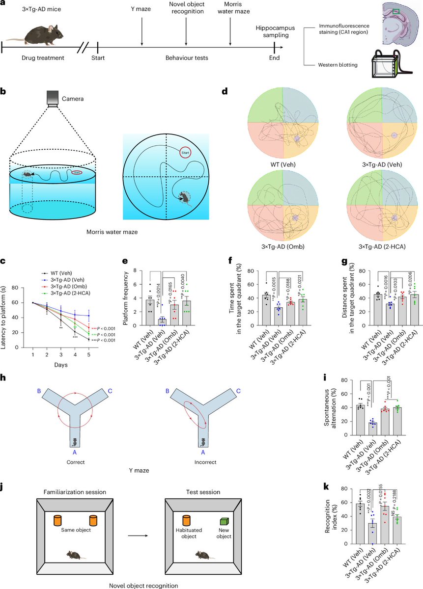 ScienceofPD's tweet image. Researchers present "DeepDrugDiscovery"- a mechanism-aware, #AI-powered screening platform incorporating ADMET &amp;amp; blood–brain barrier penetrability predictions; It identified novel, mTOR-independent autophagy enhancers that clear #Alzheimers-assoc pathology
nature.com/articles/s4155…