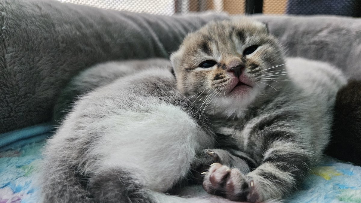 The Real Tombi tweet media